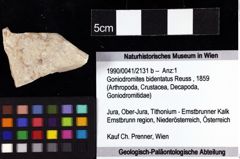 Foto (Objket + Etiketten) von Goniodromites bidentatus (Reuss, 1859) 